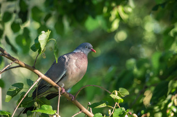 Grzywacz w popołudniowym słońcu