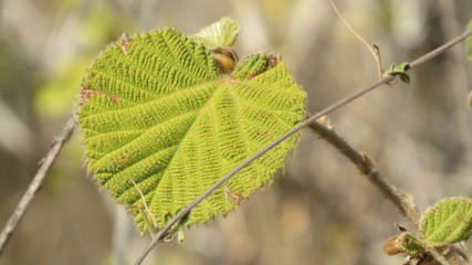 green leaves on a tree