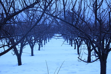 Snow in Alicante (Spain)