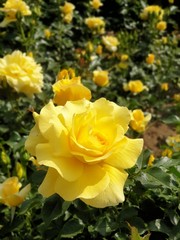 Yellow roses in the garden