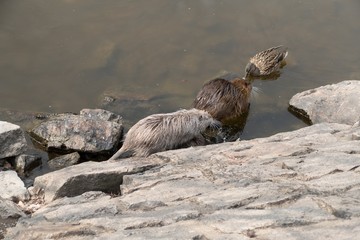 nutria farm on a river