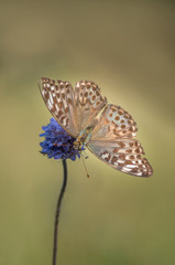 Fototapeta Motyl siedzący na kwiecie obraz