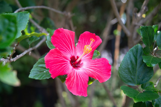 Pink Hibiscus Flower around Green Leaves and Bushe