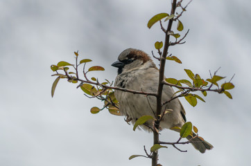 Wróbel siedzący na gałęzi