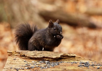 Fototapeta premium Eastern gray squirrel, black form in natural environment. Wisconsin state park. 