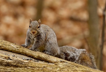 Eastern gray squirrel. Many juvenile squirrels die in the first year of life. Adult squirrels can have a lifespan of 5 to 10 years in the wild. Some can survive 10 to 20 years in captivity