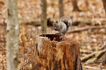 Eastern gray squirrel. Many juvenile squirrels die in the first year of life. Adult squirrels can have a lifespan of 5 to 10 years in the wild. Some can survive 10 to 20 years in captivity