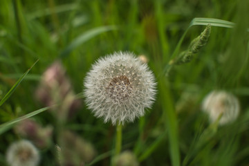 Macro view of a dandelion with a green natural background in Bangor, Gwynedd, Wales, UK