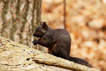 
Eastern gray squirrel, black form in natural environment. Wisconsin state park.	
