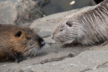 nutria farm on a river
