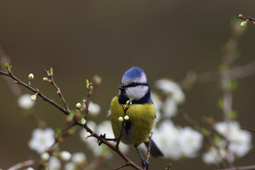 Blue tit on a flowering branch of the thorn...