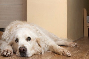 The dog is bored lying in the hallway waiting for the owner and looks away