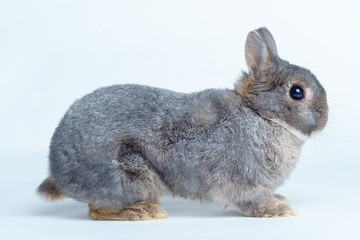 Easter bunny rabbit isolated on a white background