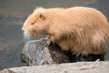Fototapeta premium nutria farm on a river