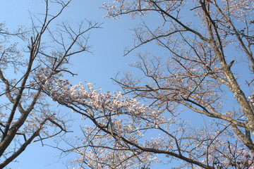 桜
