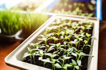growing young pepper seedlings at home. windowsill garden concept