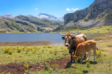 Fototapeta na wymiar Brown Cow in the Parque Nacional de los Picos de Europa (Picos d’Europa) Asturies (Asturias) Spain (España)