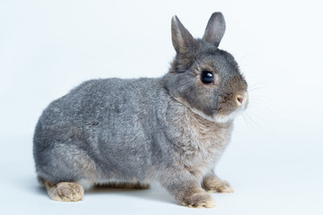 Easter bunny rabbit isolated on a white background