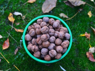 Bucket full of walnuts in the garden