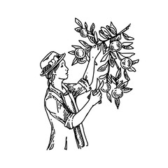 Young girl collects oranges from the branches of a tree. Sketch. Engraving style. Vector illustration.