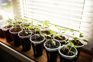growing young pepper seedlings at home. windowsill garden concept