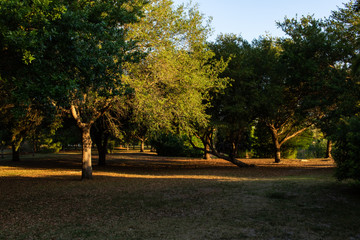 A walk in the Park