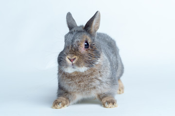 Easter bunny rabbit isolated on a white background