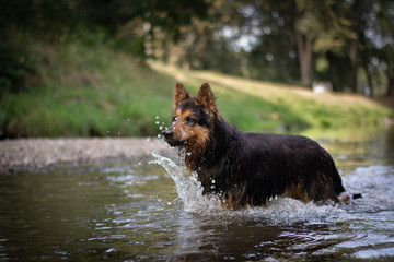 Bohemian Shepherd in the River