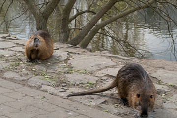 nutria farm on a river