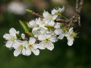 Close-up of hawthorn blossom