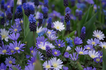 Blue flowers in the field