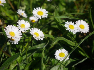 Small daisies in a field