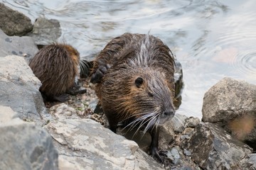 nutria farm on a river