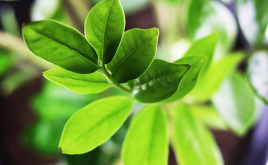 potted plant, large green leaves close-up, top view.
