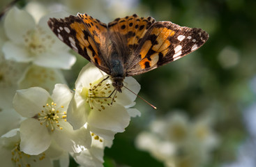 Orange butterfly sits on jasmine flower