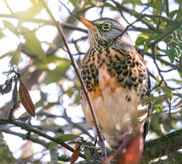 Drossel versteckt im Baum