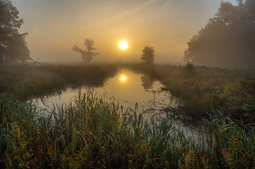 Mglisty poranek, Rogalin, Polska © Maciej