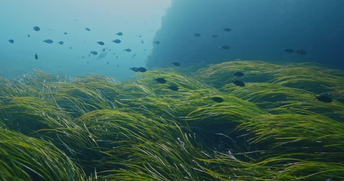 Seagrass and sea, Mediterranean sea, France.