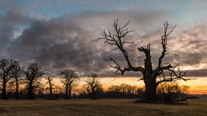 Zachód słońca na łęgach w Rogalinie © Maciej