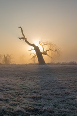 Wschód słońca, Rogalin, Polska © Maciej