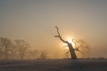 Wschód słońca, Rogalin, Polska © Maciej