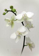 Naklejka na ściany i meble Zimmerorchideen - potted orchids