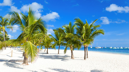 Tropical background. Palm trees on the caribbean sea. isolated white sand beach and blue water. Paradise island. Dominican Republic, Punta Cana Bavaro beach
