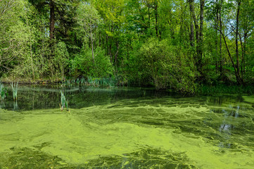 Pond covered with blanket weed