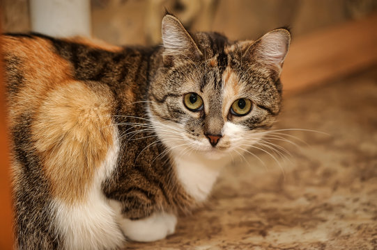 beautiful european shorthair cat