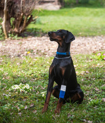 Black Doberman with wounded paw. After visit to a veterinary clinic. Pet Health.