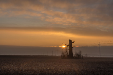 Samotny dąb na polu w czasie wschodu słońca