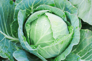 Fototapeta premium Cabbage head