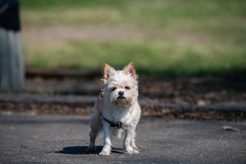 Yorkshire Terrier on the road in park dof pets animal