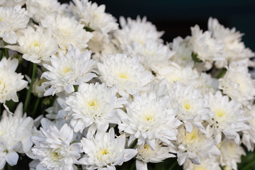 White Chrysanthemums or White Mums flowers background.